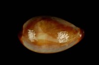 藏品(瑪瑙寶螺)的圖片